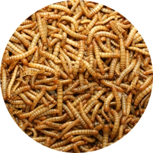 Meelwormen | 5 kg (±27 liter)